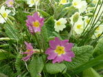 FZ012853 Primroses.jpg